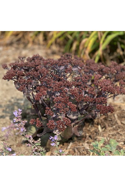 Очиток гібридний Матрона сухоцвіт